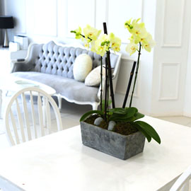 Living with flowers everyday - Newyork style Orchid 포춘 꽃배달