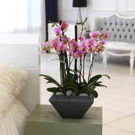 Living with flowers everyday - Newyork style Orchid 달링 꽃배달