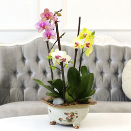 [Newyork style Orchid] 3가지의 매력의 호접란 (화기품절) 꽃배달