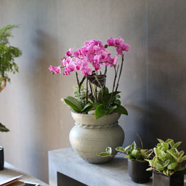 Graceful orchid flowers - 로맨틱 고급서양란 유니웨딩 (* 이미지 화기 품절로 변경됨) 꽃배달