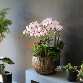 Graceful orchid flowers - 멋지고 고급스러운 서양란 홍설 (*계절에 따라 상품 변경 될 수 있습니다) 꽃배달
