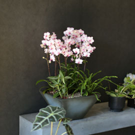 Graceful orchid flowers - 세련된핑크빛의 서양란 리틀잼 꽃배달