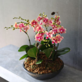 [Decorating with Orchids] 금나비 (중) 꽃배달