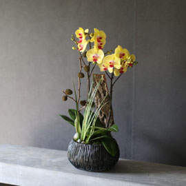 [Decorating with Orchids ] 골드스타 (화기품절) 꽃배달