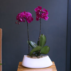 Office & nature Pink orchid **화기변경** 꽃배달