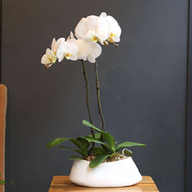 Office&Nature White Orchid (소) [화기변경] 꽃배달