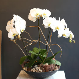 Office & nature White orchid Ⅱ **화기변경** 꽃배달