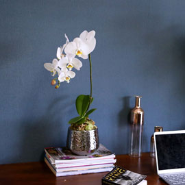Office & Nature 즐거운 화이트 호접란 (소) 꽃배달