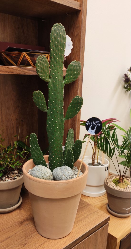만세선인장 토분 화분 꽃배달