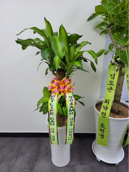 행운목 꽃배달