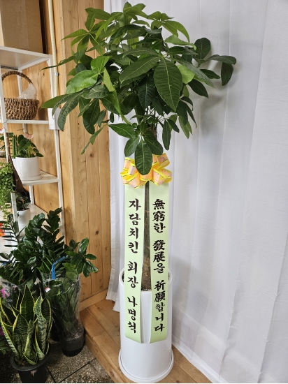 파키라 꽃배달
