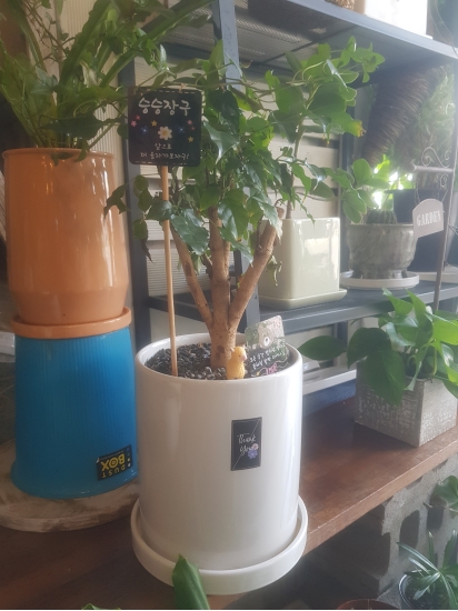 녹보수 꽃배달