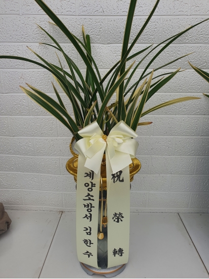 인천서구 동양란 꽃배달