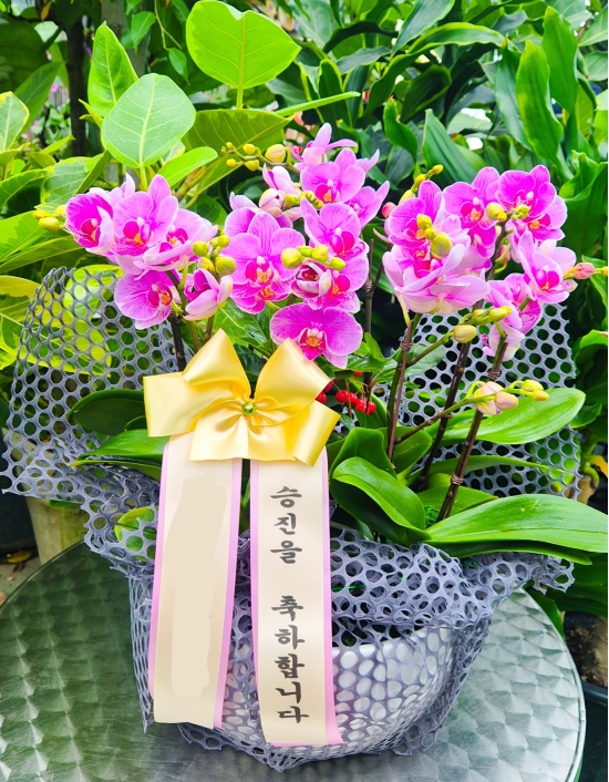 핑크호접 꽃배달