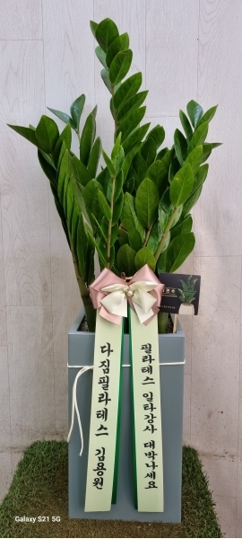 금전수 꽃배달