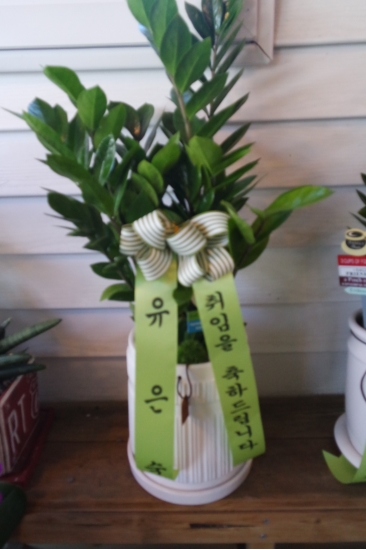 금전수 꽃배달