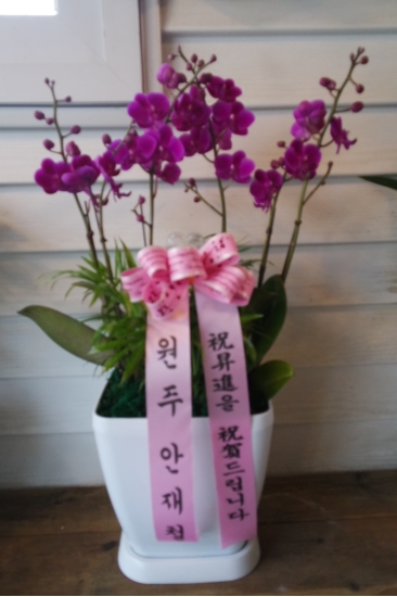 만천홍 꽃배달