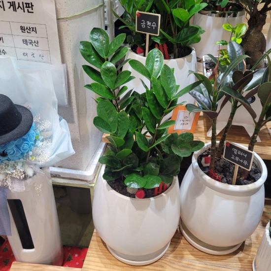 금전수 꽃배달
