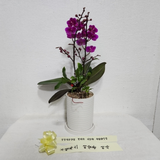 개업과 승진을 위한 진한 핑크 호접란 만천홍 꽃배달