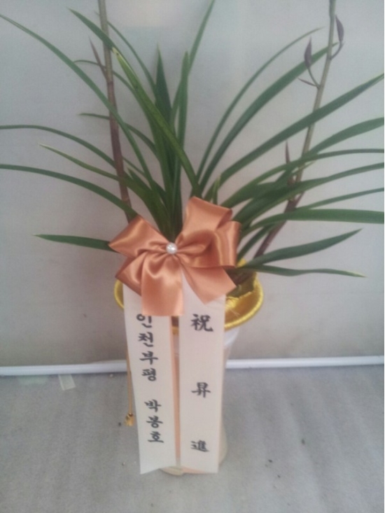 동양란 꽃배달