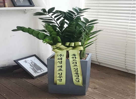 관엽화분 꽃배달