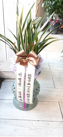 동양난 꽃배달