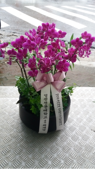 서양난 꽃배달