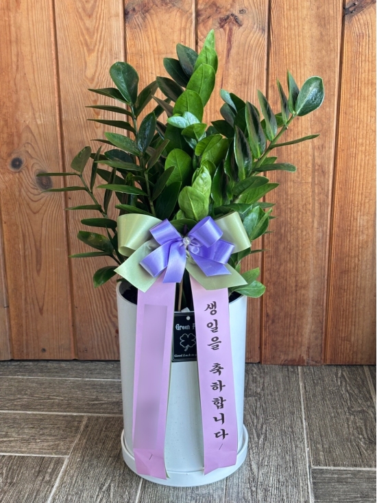 금전수 꽃배달