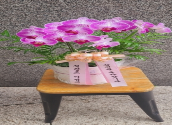 서양란 꽃배달