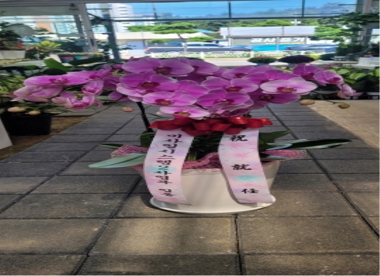 서양란 꽃배달
