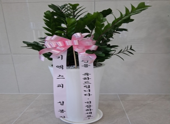관엽화분 꽃배달