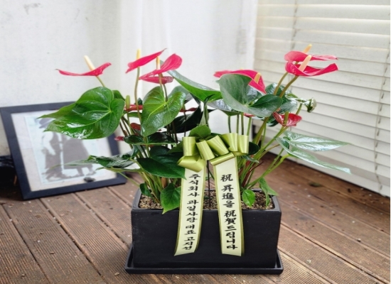 관엽화분 꽃배달