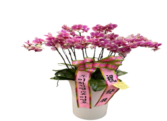 서양란 꽃배달