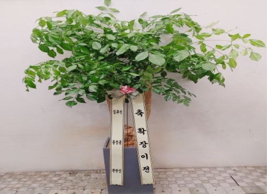 관엽화분 꽃배달