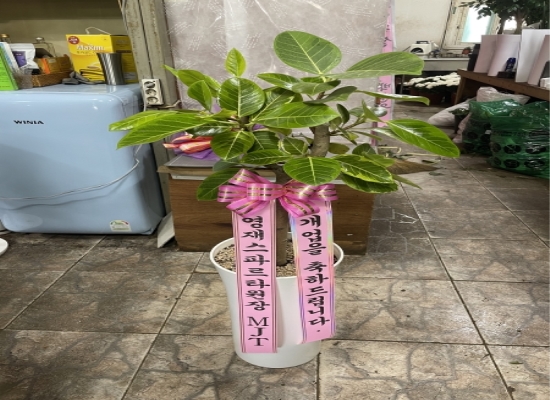 강력추천 개업선물 - 웰빙 뱅갈고무나무 꽃배달