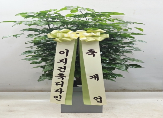 관엽화분 꽃배달