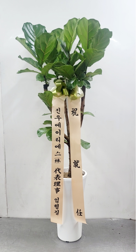 떡갈고무나무 꽃배달