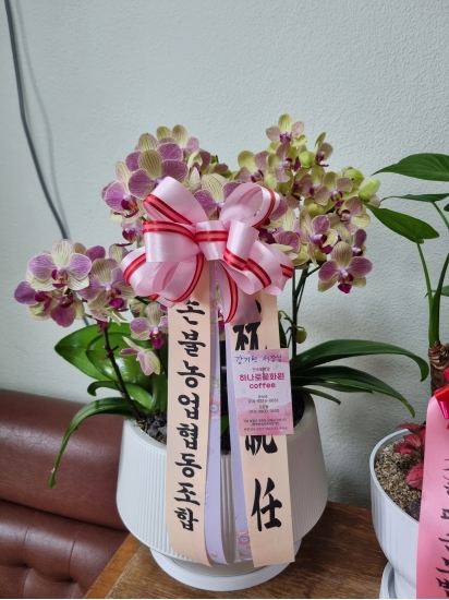 동양란,서양란 꽃배달